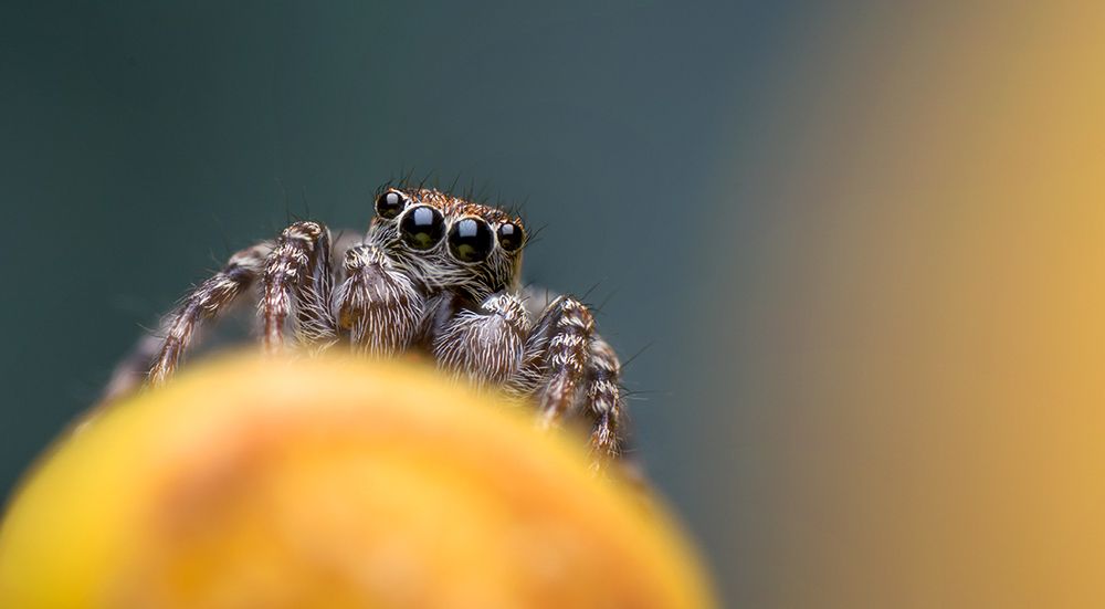 Jumping spider portrait