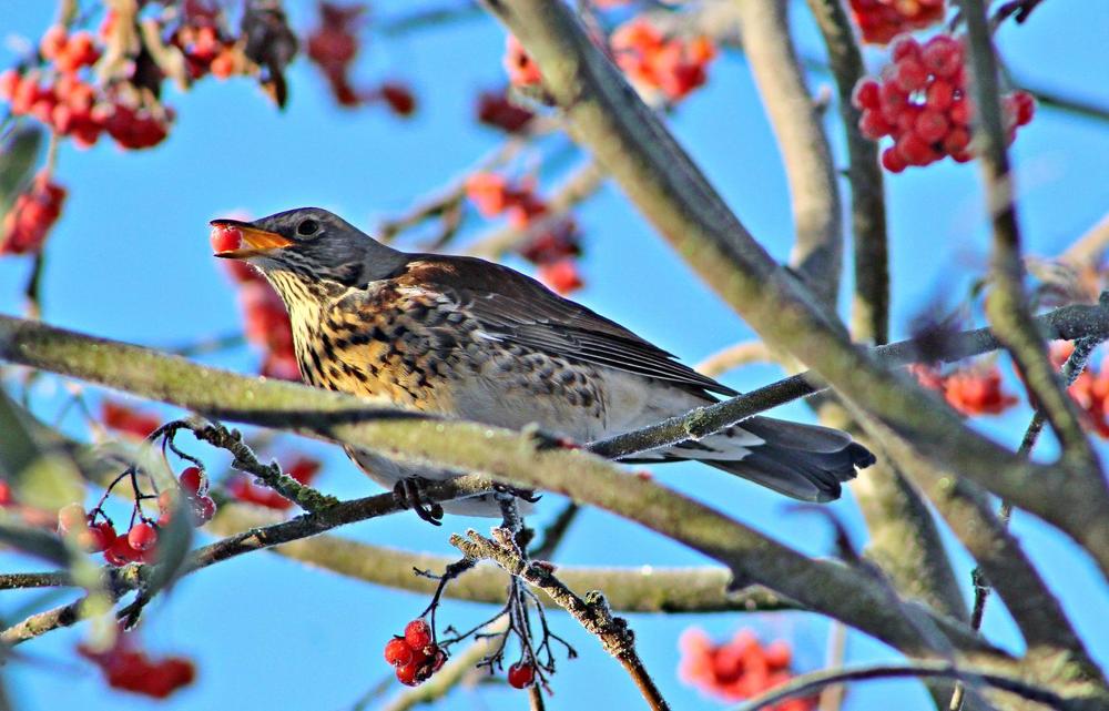 Дрозд-рябинник.