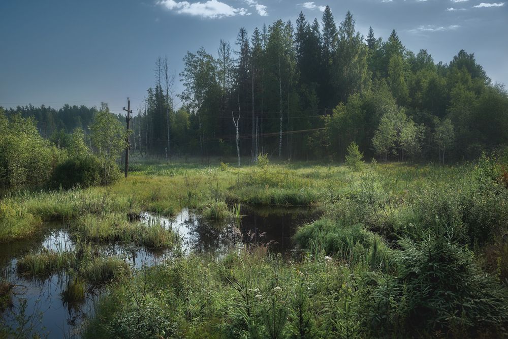 Летнее утро...