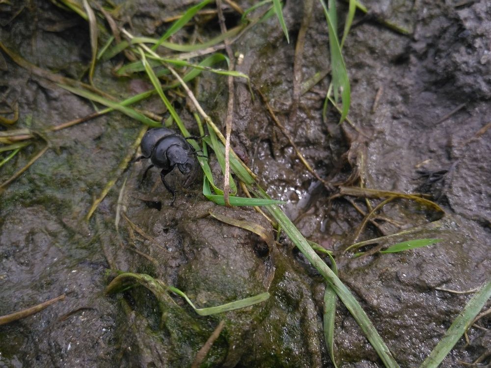 tanks are not afraid of dirt