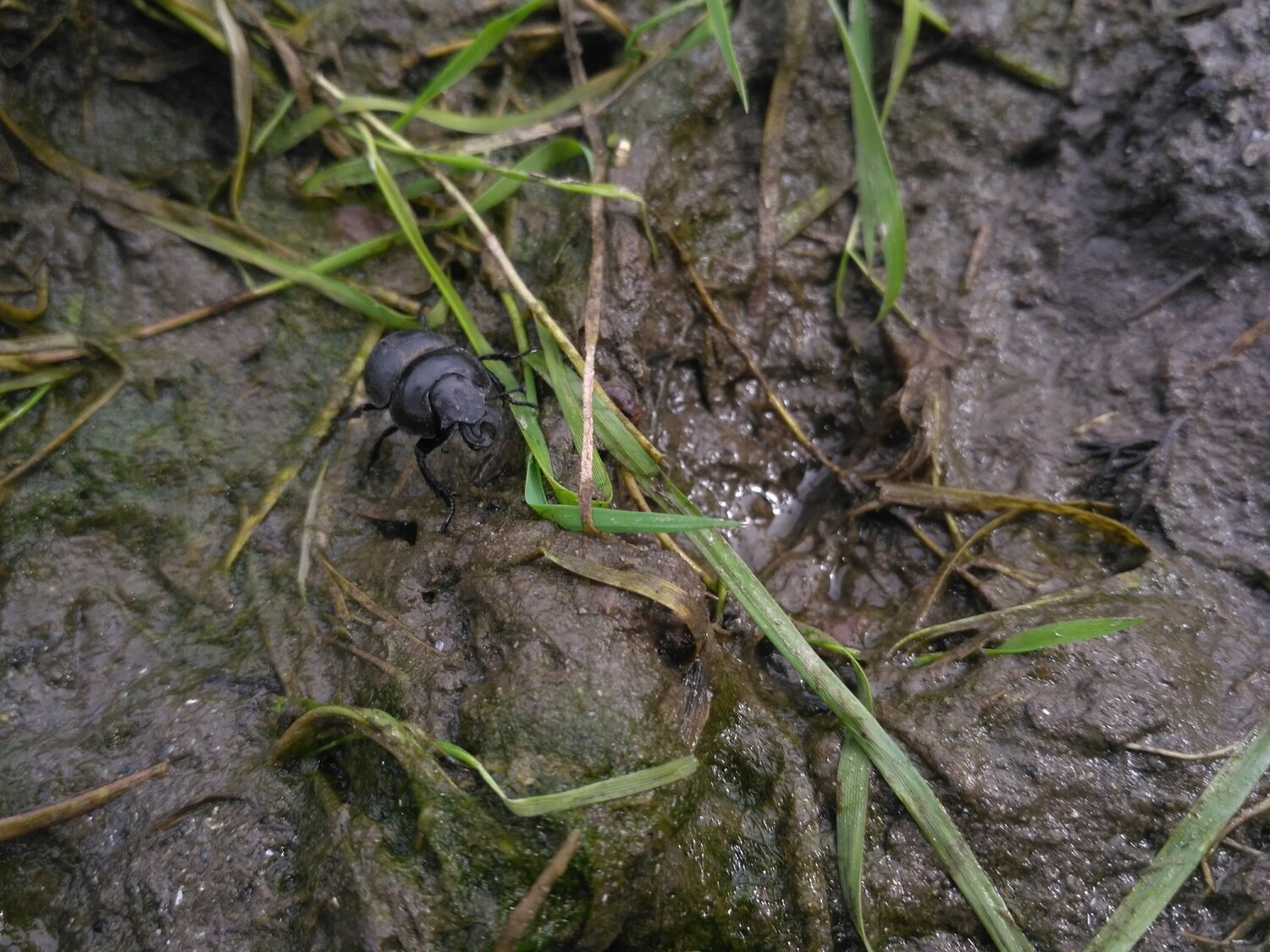 tanks are not afraid of dirt