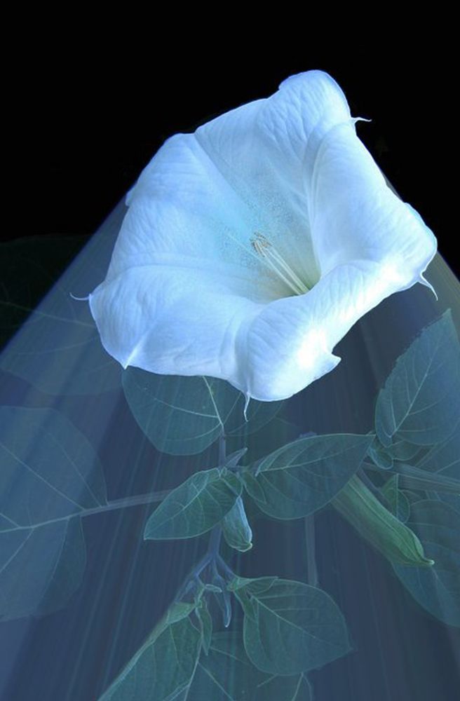 Фата Дурмана