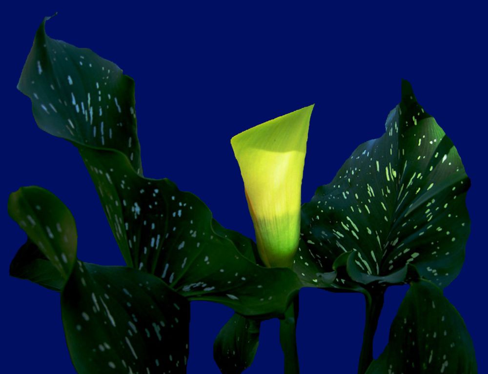 Фонарик в ночи