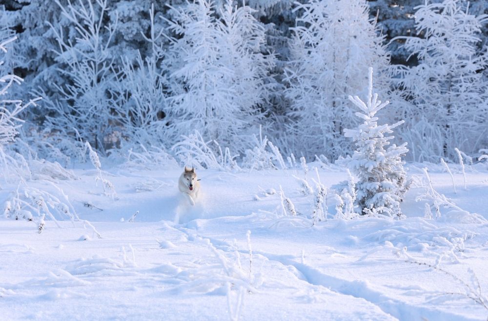 Photograph by Диана Нигматова