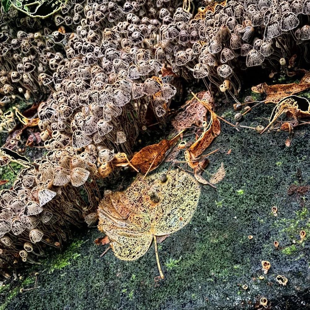 Краски Осени .