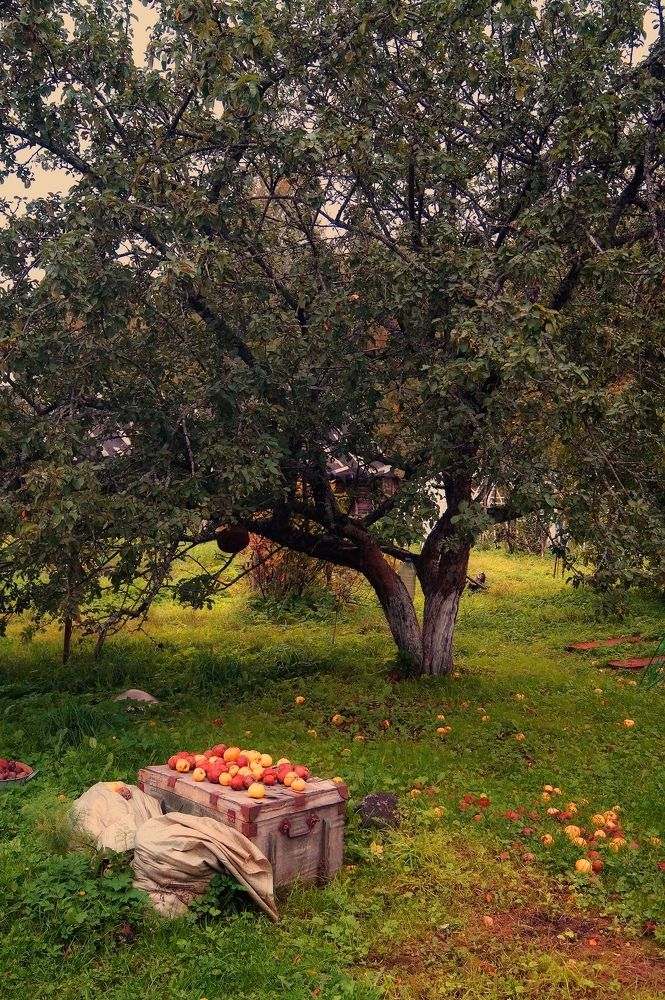Яблоневый сад.
