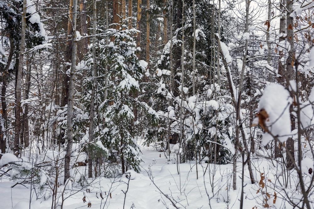 Морозный день