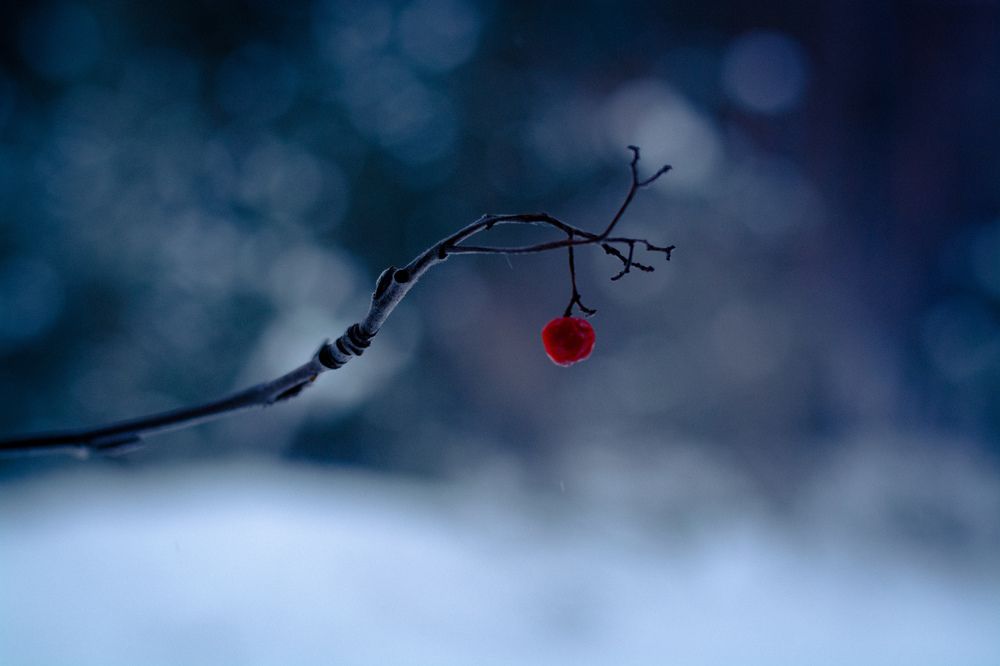 Зимняя ягода