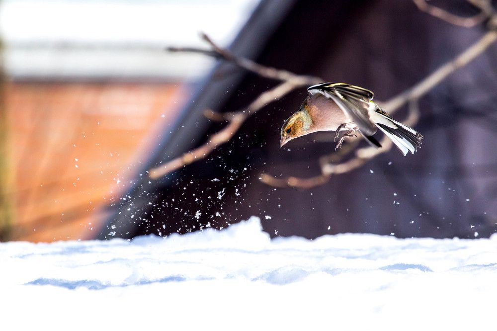 Охота на семечки...