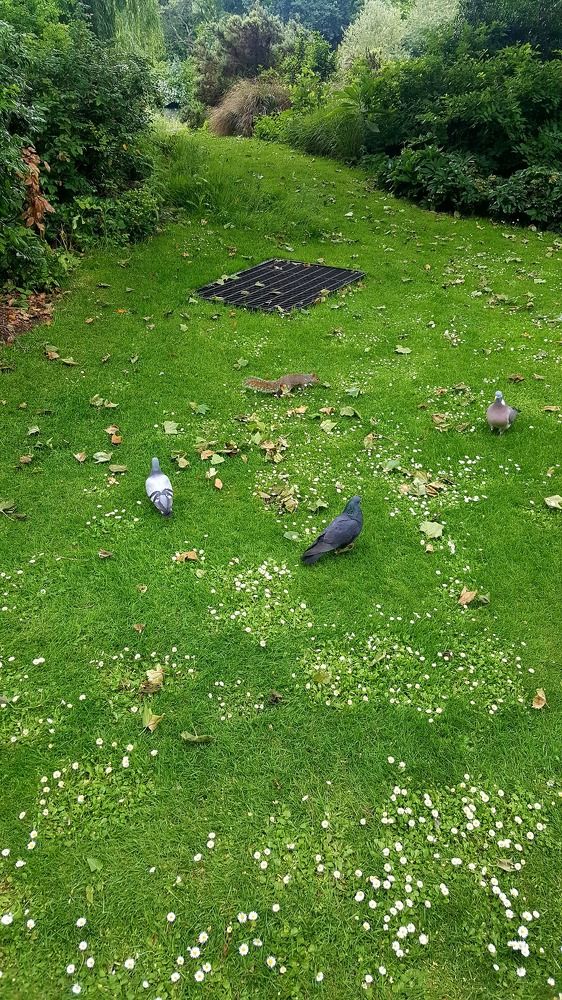 Urban wildlife