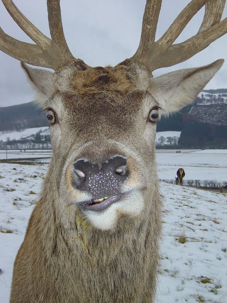 Rudolph
