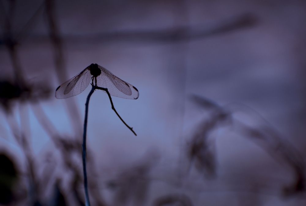 DragonFly X