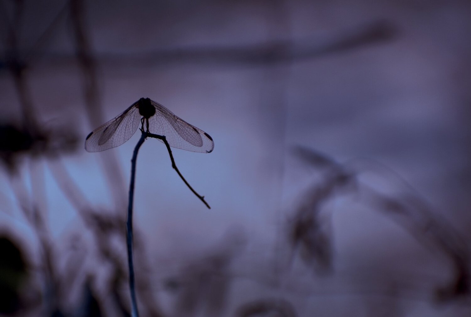 DragonFly X