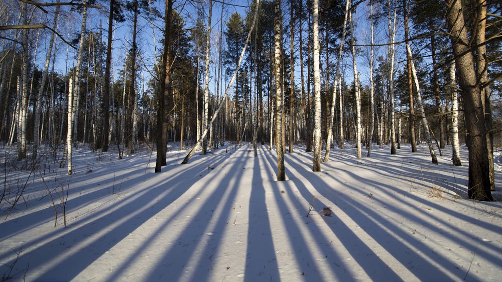 Тени уходящие вдаль