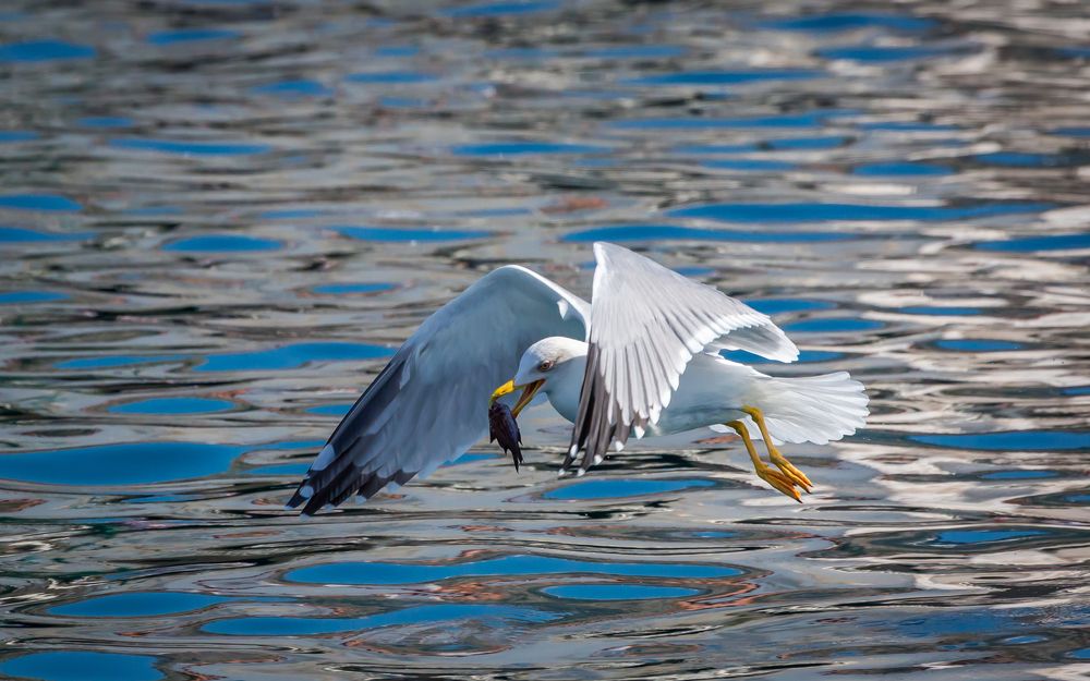 Охотник с добычей.