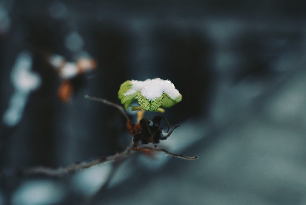 Краса у дрібницях