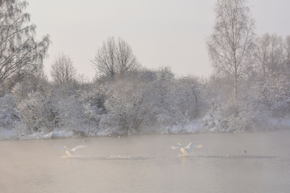пара лебедей зимой