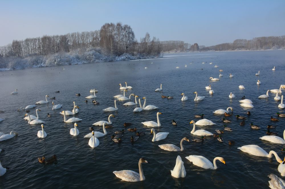 Лебяжье озеро