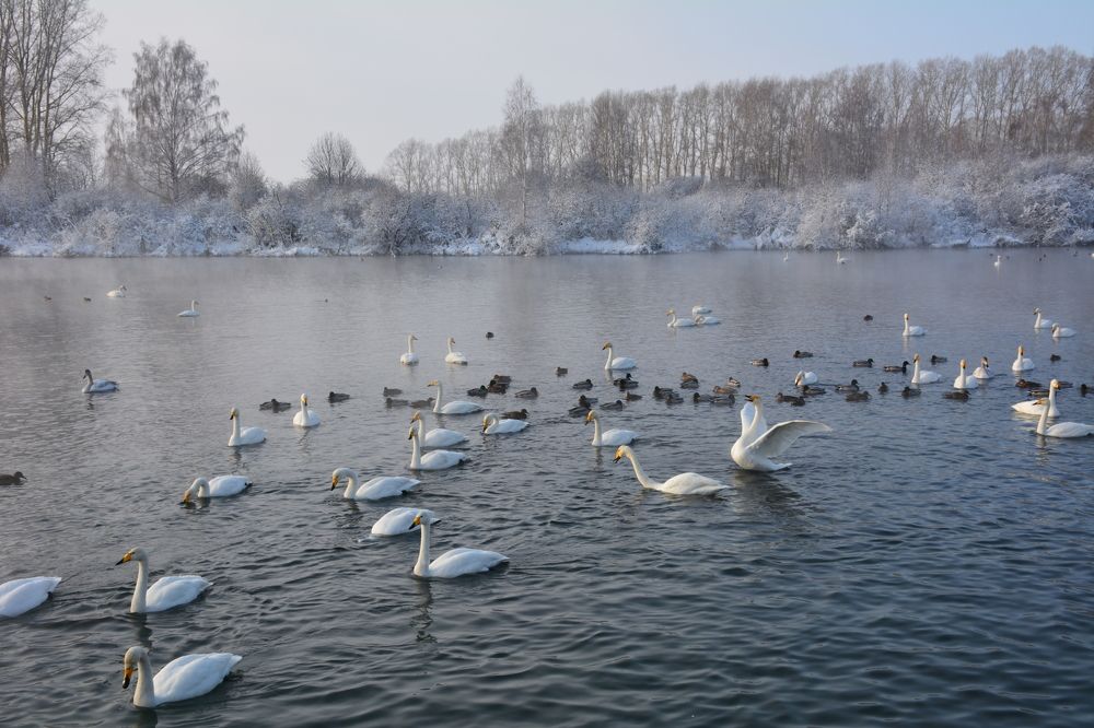 зимовка лебедей