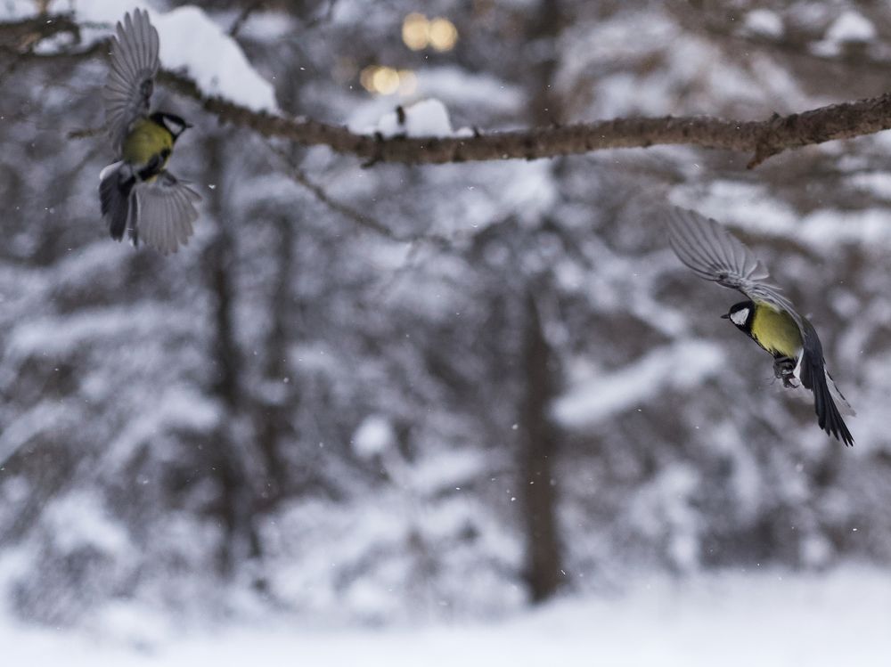Photograph by Алексей Фомин