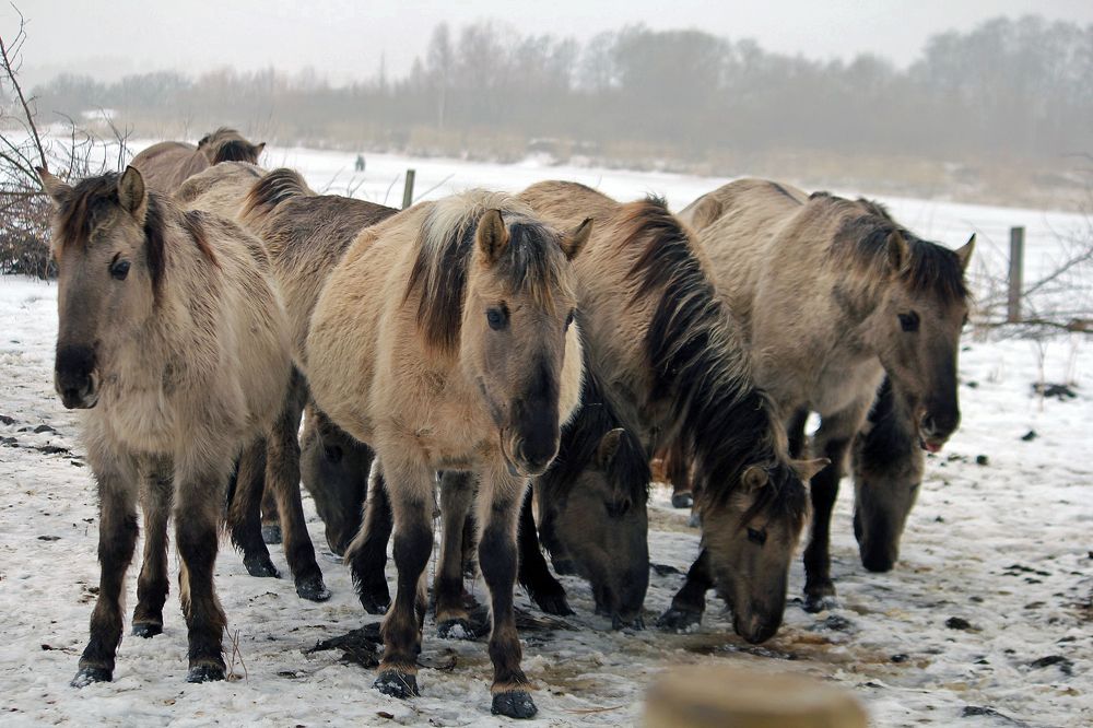 Дикие лошади...