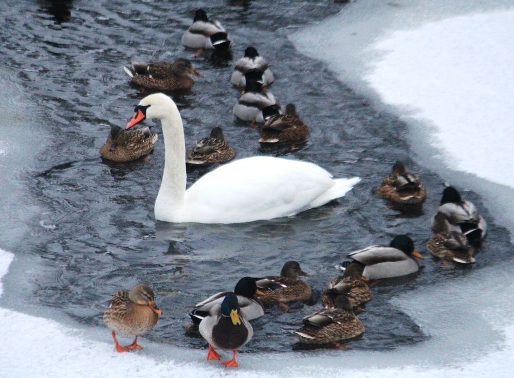 Лебедь среди уток...