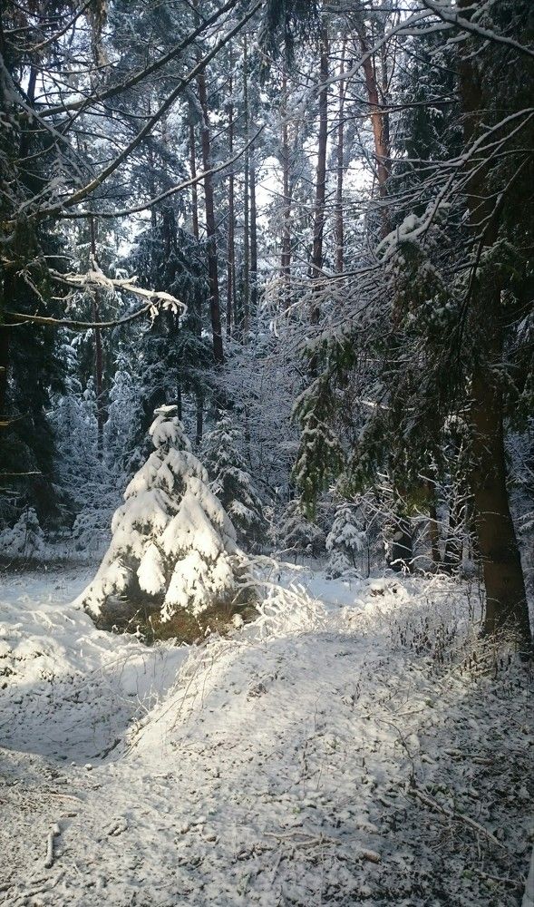 Чародейкою зимою околдован, лес стоит...