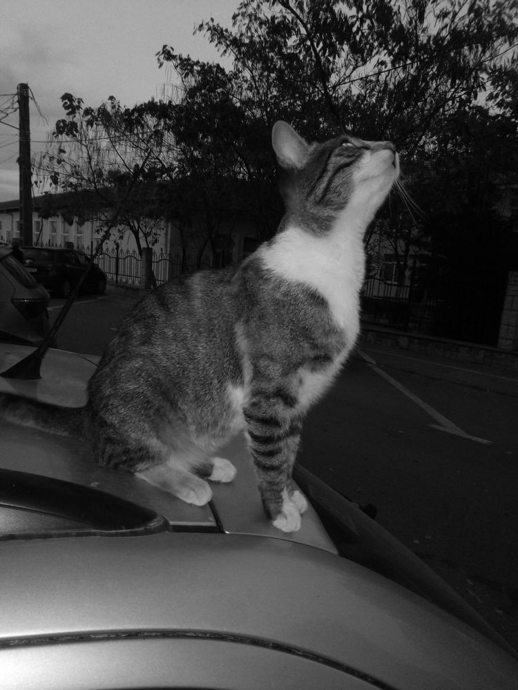 Photograph by Chicos