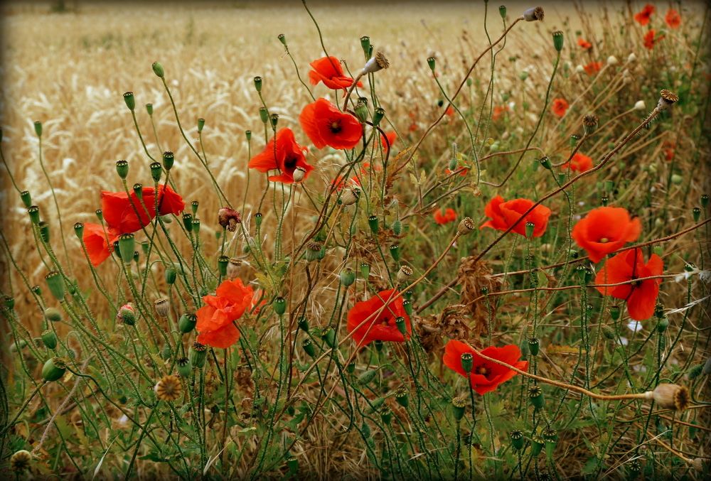 маки на поле...