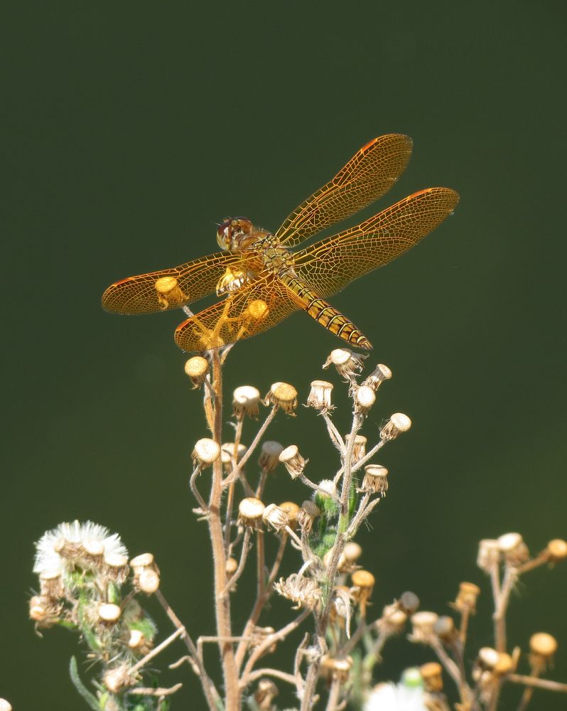 Dragon-fly