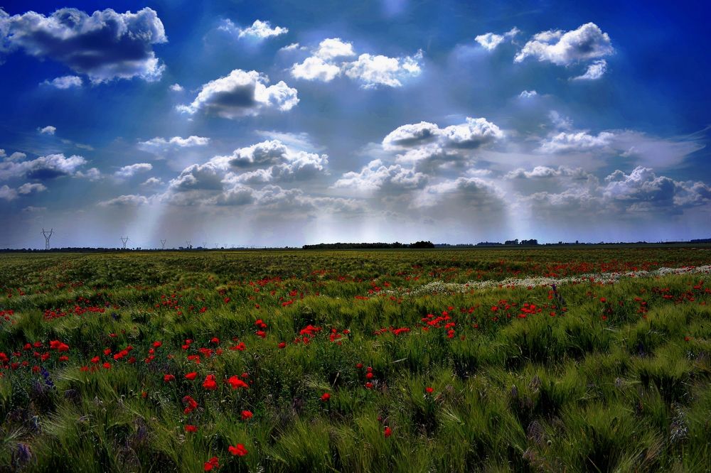 Grain-field in Hungary