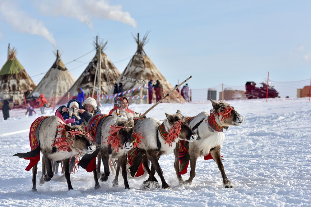 Покатушки на оленьей упряжке