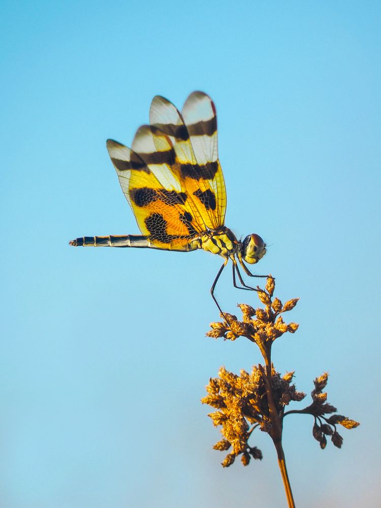 Леопард - всегда в тренде!