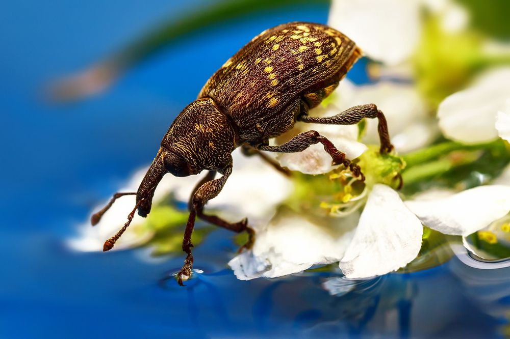 Мыли слоны лапки в луже у канавки...