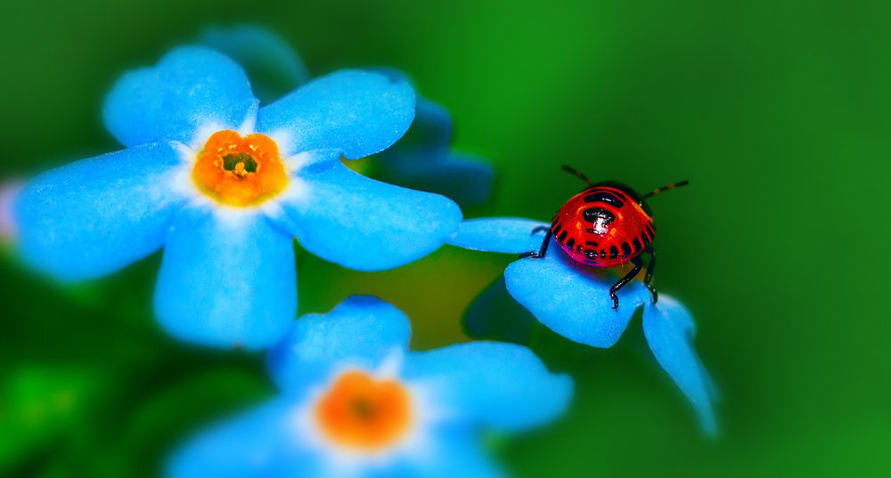 Скромности