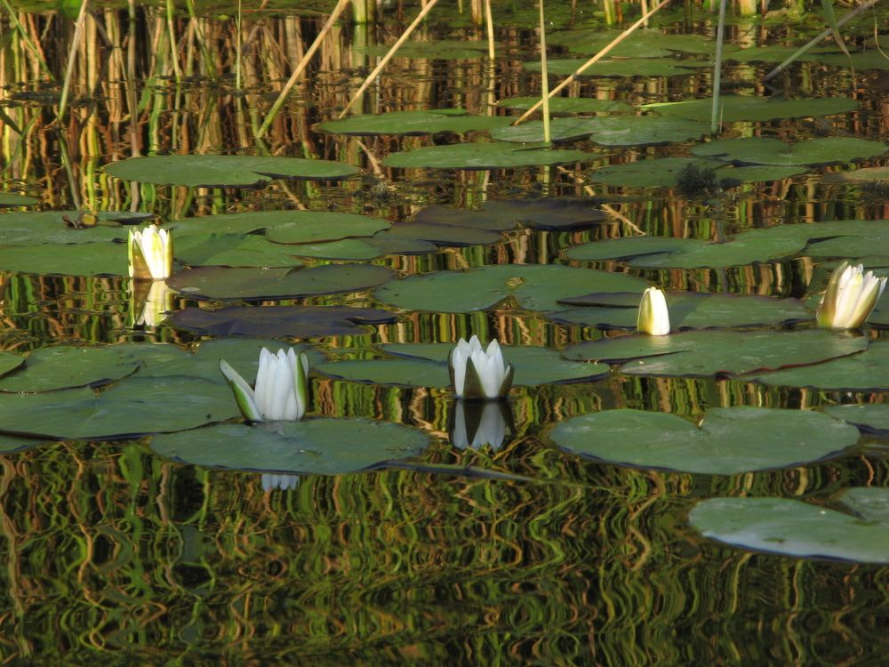 Лилии на реке. Отражаются как в зеркале.Lilies on the river. Reflected like in the mirror.