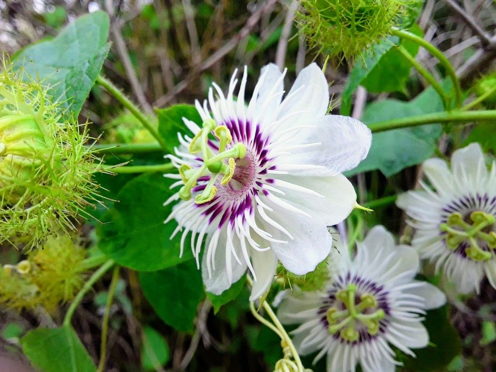 beautyfull flower is showing her beauty