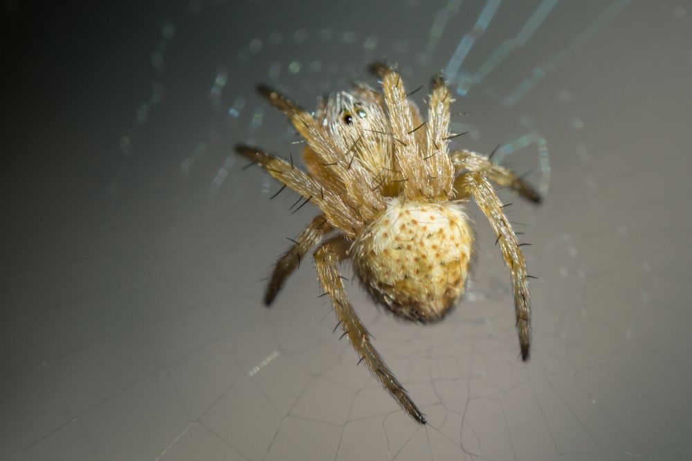 Мохнатый паучок