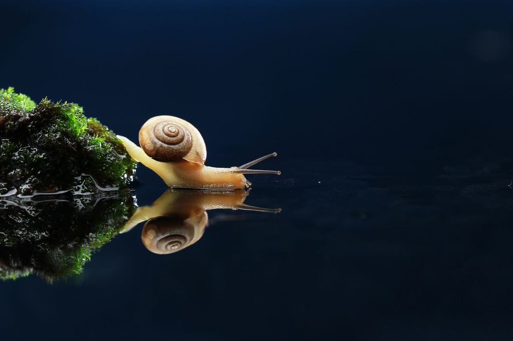 Snail