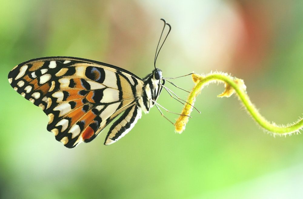 Lime butterfly