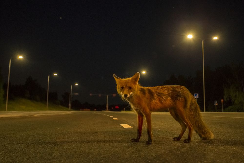 Urban Red Fox