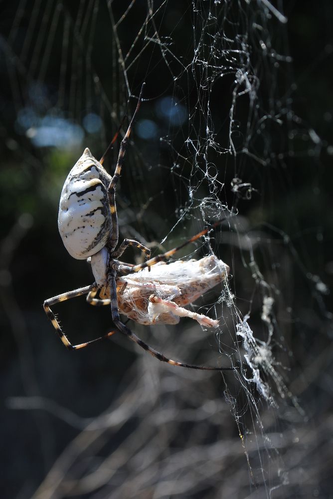 Агриопа дольчатая