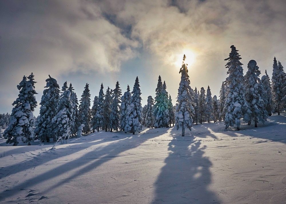 В тени куржавых елей