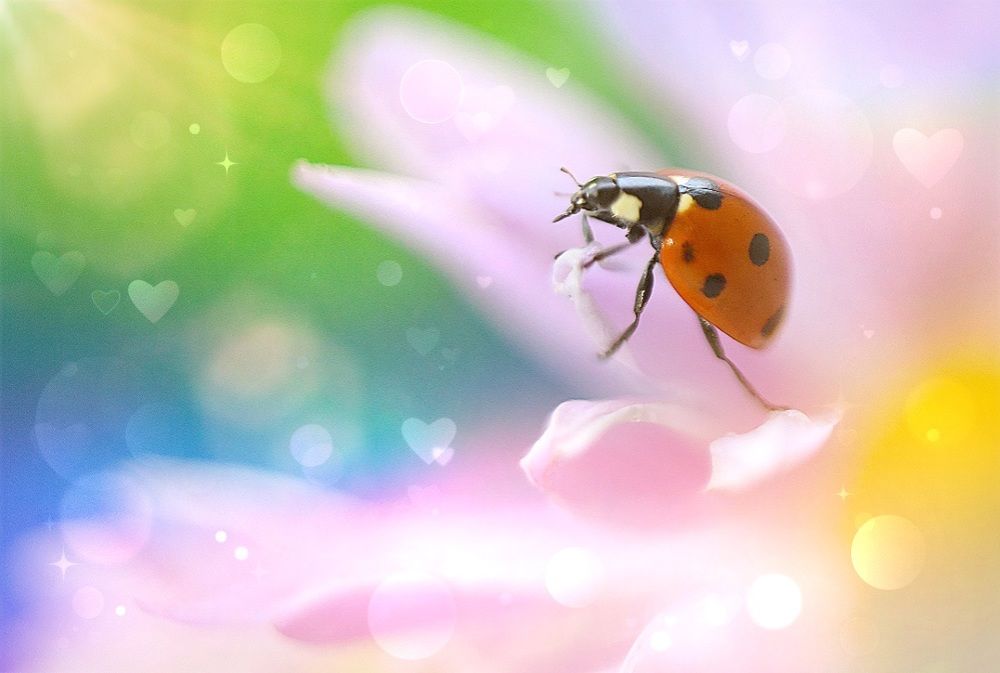 Яркий макромир