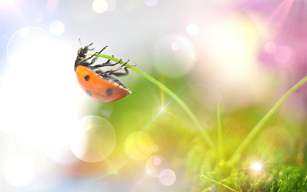 Красочный макромир