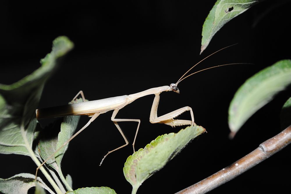 Ночной путешественник