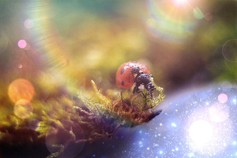 Волшебный мир макро