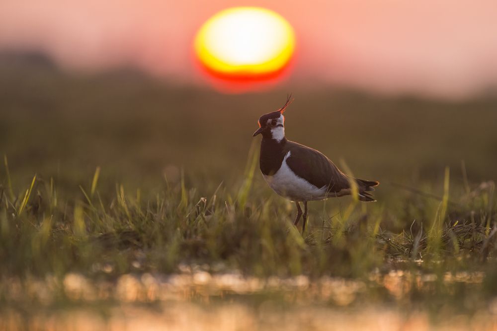 Sunset at Rusne Island