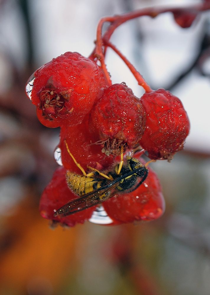 Осенний дождь