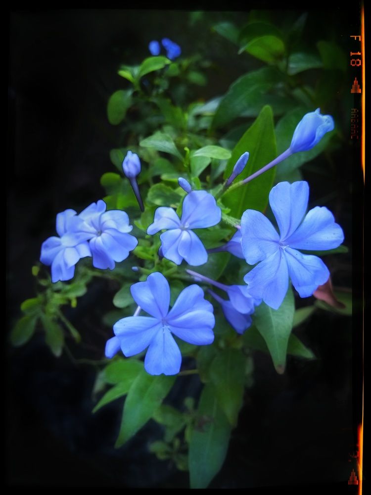 Forget me not